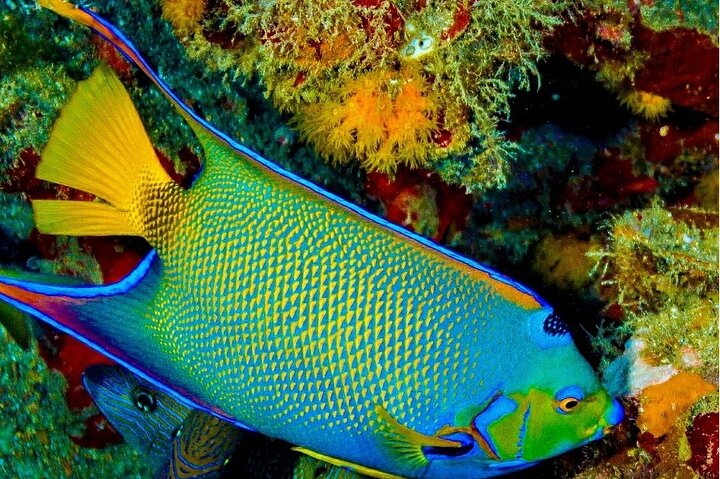 Key Largo Coral Reef Half Day Snorkel Trip
