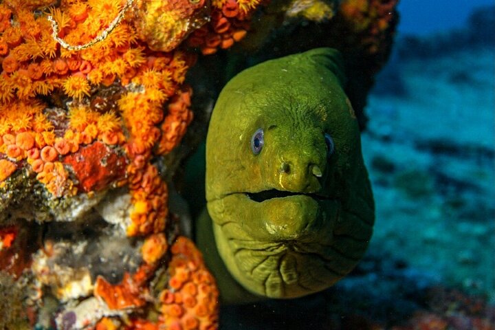 Key Largo Coral Reef Half Day Snorkel Trip