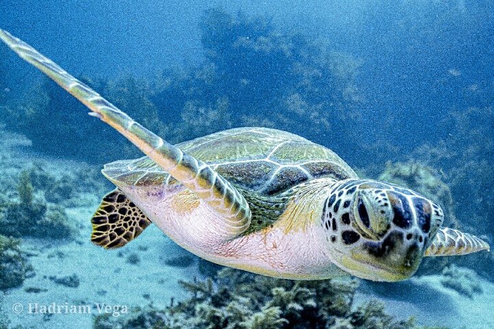 Key Largo Coral Reef Half Day Snorkel Trip