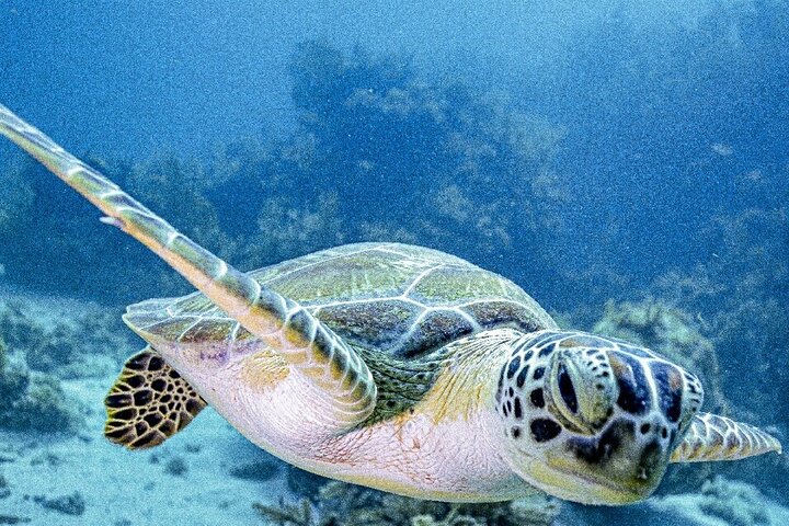 Key Largo Coral Reef Half Day Snorkel Trip