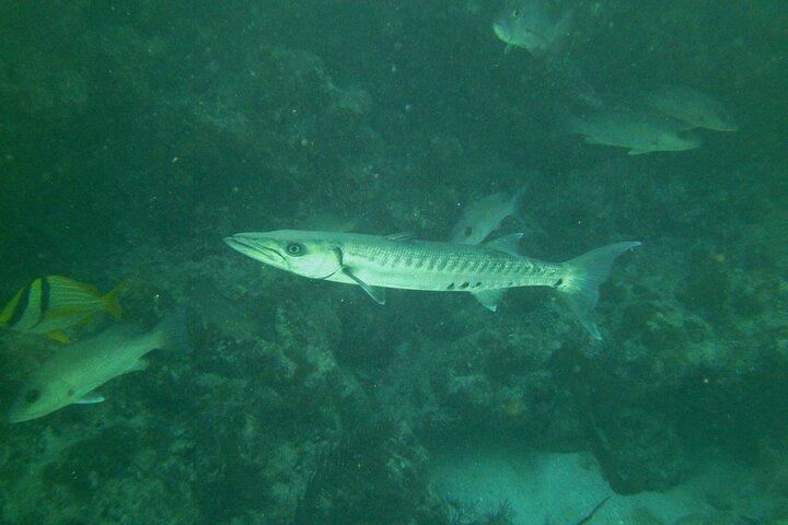 Key Largo Coral Reef Half Day Snorkel Trip