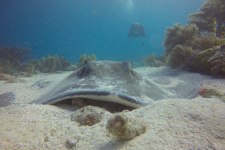 Key Largo Coral Reef Half Day Snorkel Trip