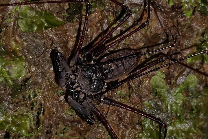 Night Jungle Adventure: Discover Mindo’s Hidden Creatures