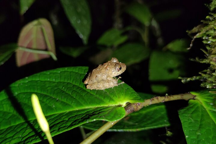 Night Jungle Adventure: Discover Mindo’s Hidden Creatures