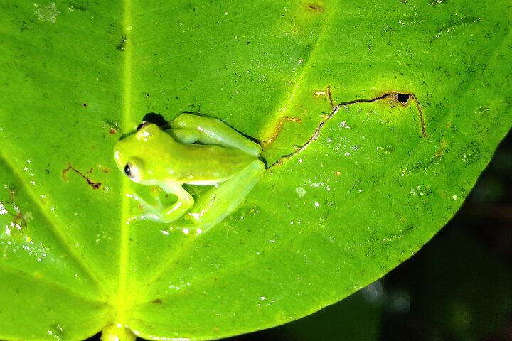 Night Jungle Adventure: Discover Mindo’s Hidden Creatures