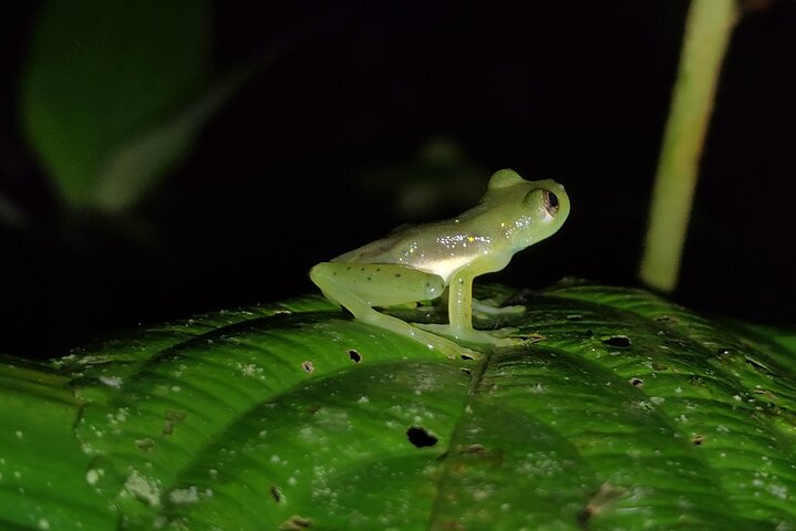 Night Jungle Adventure: Discover Mindo’s Hidden Creatures