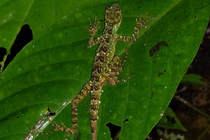Night Jungle Adventure: Discover Mindo’s Hidden Creatures