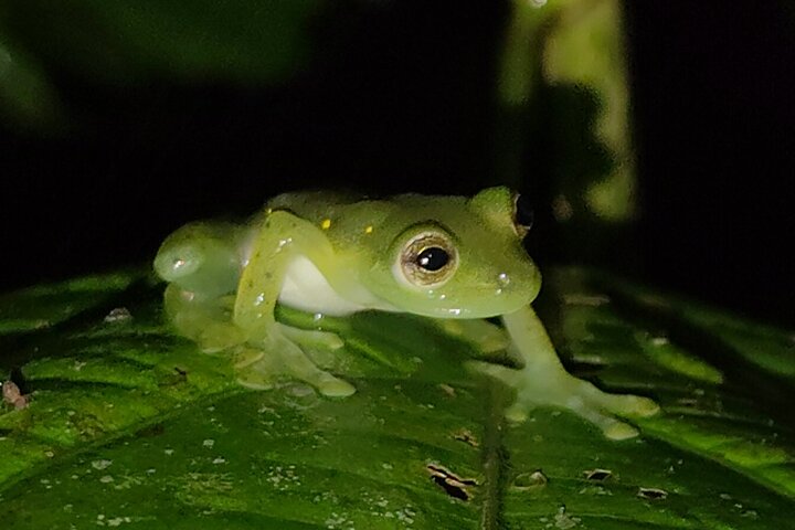 Night Jungle Adventure: Discover Mindo’s Hidden Creatures