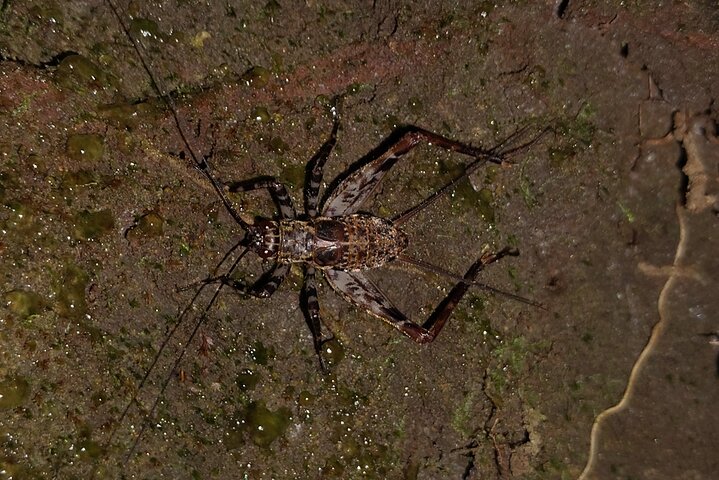 Night Jungle Adventure: Discover Mindo’s Hidden Creatures