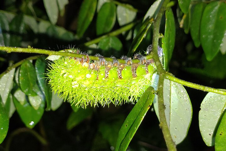 Night Jungle Adventure: Discover Mindo’s Hidden Creatures