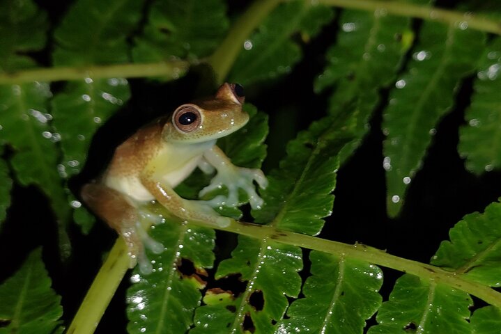 Night Jungle Adventure: Discover Mindo’s Hidden Creatures