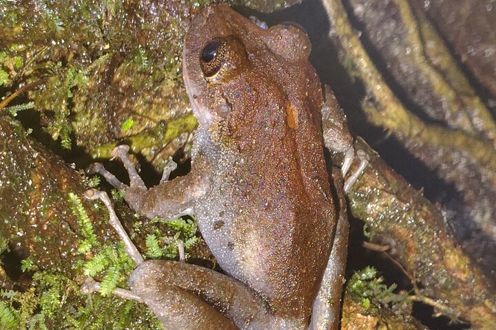 Night Jungle Adventure: Discover Mindo’s Hidden Creatures