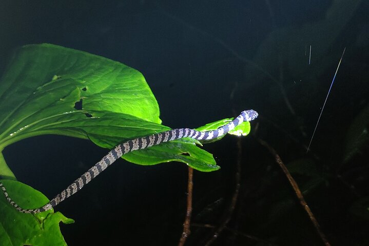 Night Jungle Adventure: Discover Mindo’s Hidden Creatures