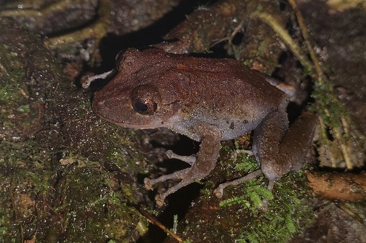 Night Jungle Adventure: Discover Mindo’s Hidden Creatures