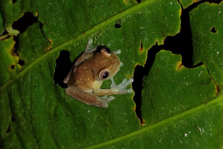 Night Jungle Adventure: Discover Mindo’s Hidden Creatures