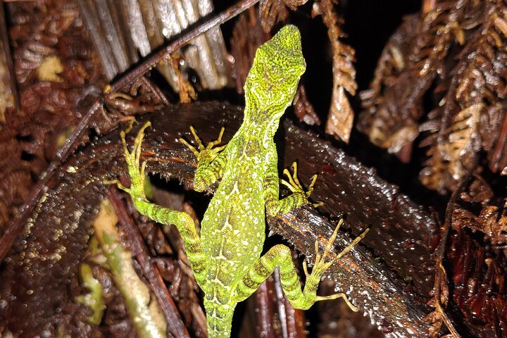 Night Jungle Adventure: Discover Mindo’s Hidden Creatures
