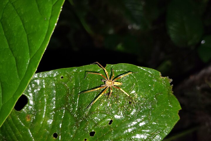 Night Jungle Adventure: Discover Mindo’s Hidden Creatures