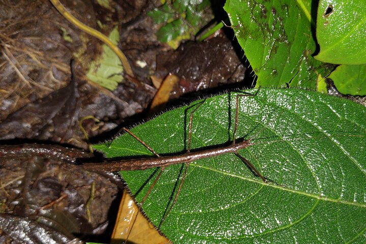 Night Jungle Adventure: Discover Mindo’s Hidden Creatures