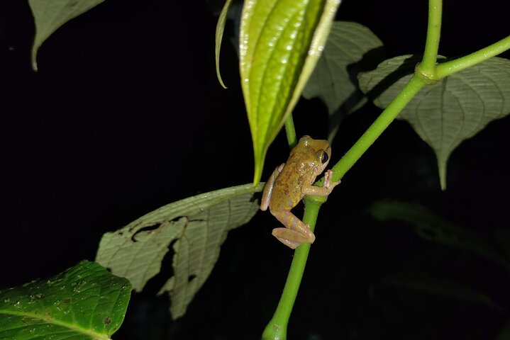 Night Jungle Adventure: Discover Mindo’s Hidden Creatures