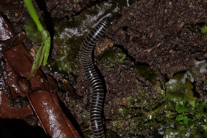 Night Jungle Adventure: Discover Mindo’s Hidden Creatures