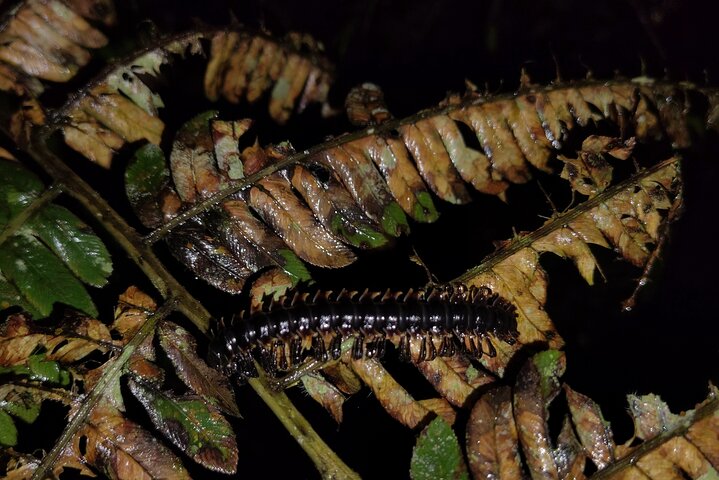 Night Jungle Adventure: Discover Mindo’s Hidden Creatures