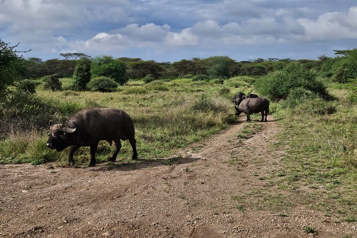 Nairobi National Park, Sheldrick Elephant, Giraffe Centre Tour
