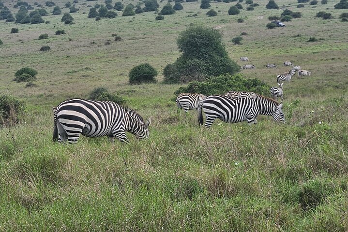 Nairobi National Park, Sheldrick Elephant, Giraffe Centre Tour