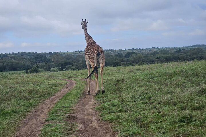 Nairobi National Park, Sheldrick Elephant, Giraffe Centre Tour