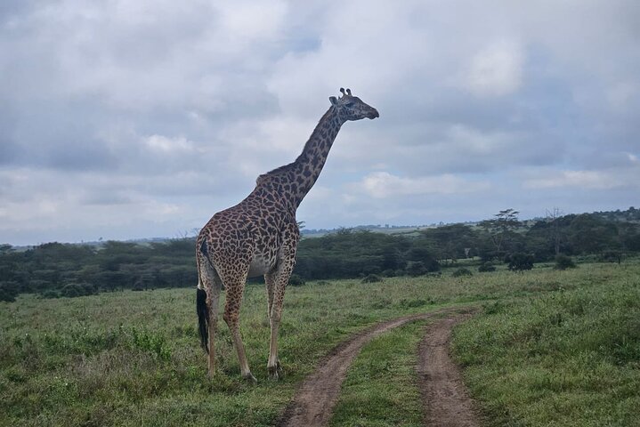 Nairobi National Park, Sheldrick Elephant, Giraffe Centre Tour
