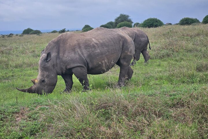 Nairobi National Park, Sheldrick Elephant, Giraffe Centre Tour