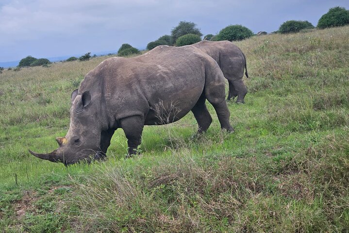Nairobi National Park, Sheldrick Elephant, Giraffe Centre Tour