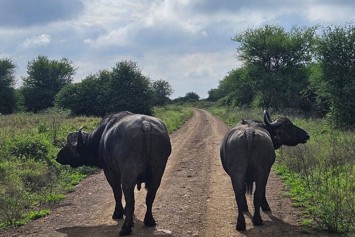 Nairobi National Park, Sheldrick Elephant, Giraffe Centre Tour
