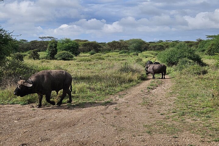 Nairobi National Park, Sheldrick Elephant, Giraffe Centre Tour
