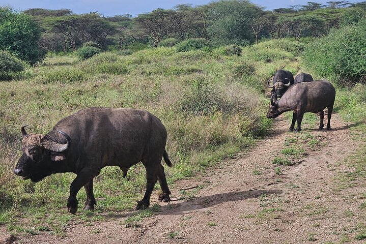 Nairobi National Park, Sheldrick Elephant, Giraffe Centre Tour