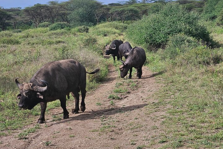 Nairobi National Park, Sheldrick Elephant, Giraffe Centre Tour