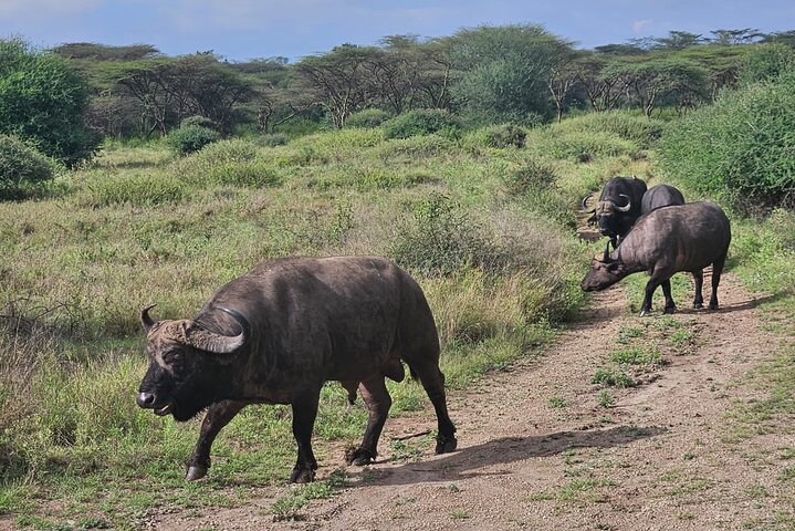 Nairobi National Park, Sheldrick Elephant, Giraffe Centre Tour