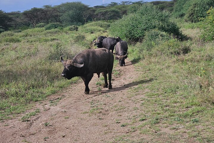 Nairobi National Park, Sheldrick Elephant, Giraffe Centre Tour