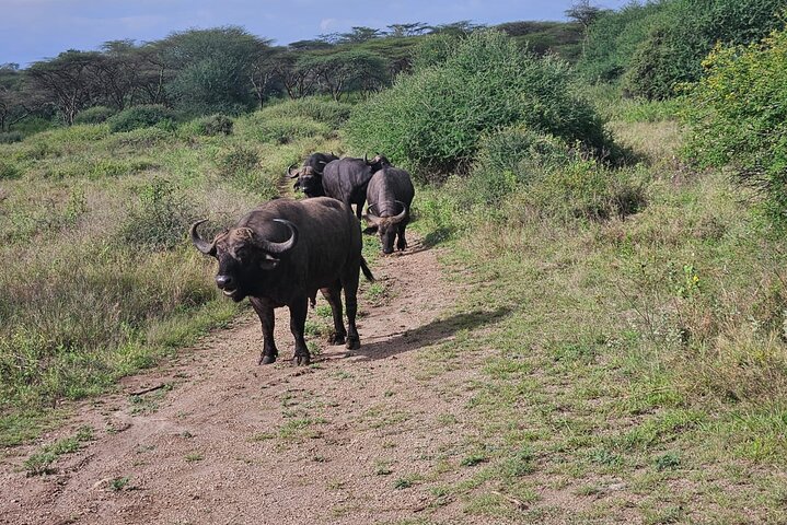 Nairobi National Park, Sheldrick Elephant, Giraffe Centre Tour