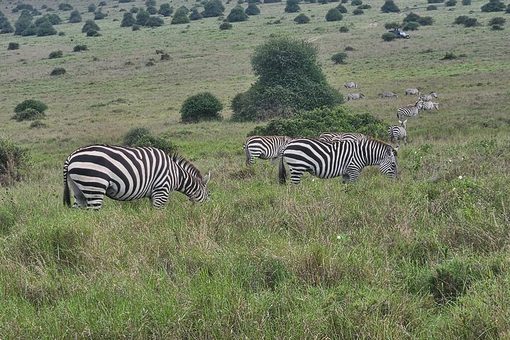 Nairobi National Park, Sheldrick Elephant, Giraffe Centre Tour