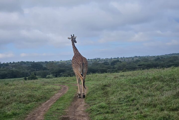 Nairobi National Park, Sheldrick Elephant, Giraffe Centre Tour