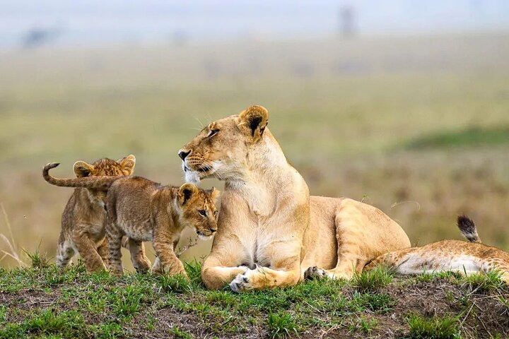 Nairobi National Park, Sheldrick Elephant, Giraffe Centre Tour