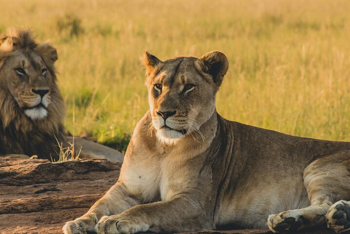 Nairobi National Park, Sheldrick Elephant, Giraffe Centre Tour