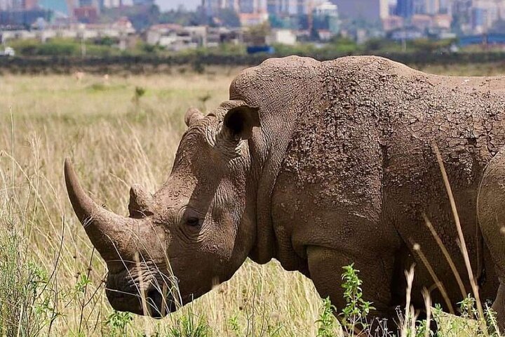 Nairobi National Park, Sheldrick Elephant, Giraffe Centre Tour