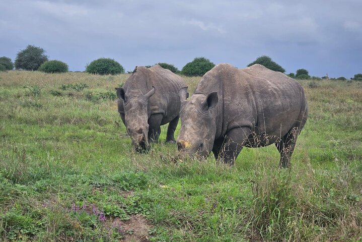 Nairobi National Park, Sheldrick Elephant, Giraffe Centre Tour