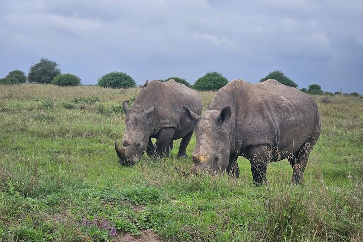 Nairobi National Park, Sheldrick Elephant, Giraffe Centre Tour