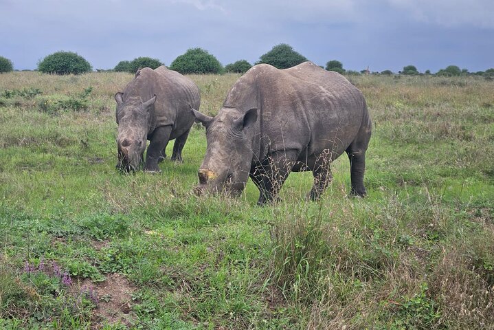 Nairobi National Park, Sheldrick Elephant, Giraffe Centre Tour