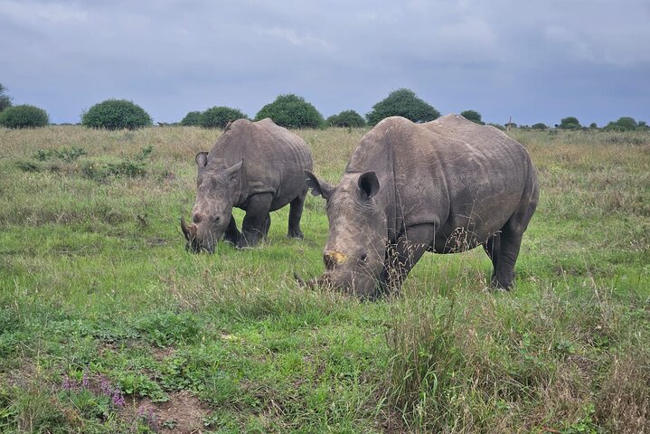 Nairobi National Park, Sheldrick Elephant, Giraffe Centre Tour