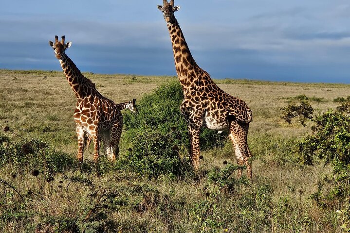 Nairobi National Park, Sheldrick Elephant, Giraffe Centre Tour