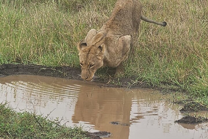 Nairobi National Park, Sheldrick Elephant, Giraffe Centre Tour