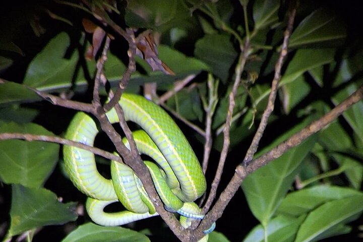 Monteverde Night Tour: Glass Frogs, lateralis, Sloths & Jungle